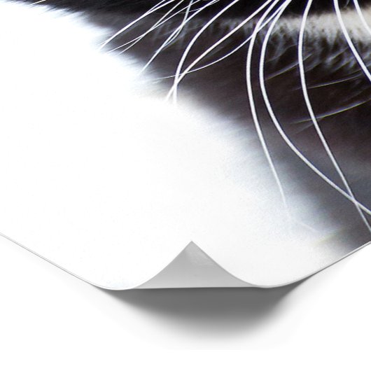 Black Cats Foto Poster (Ecke)