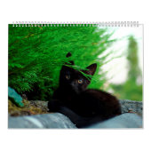 Black Cats & Kittens Niedlich Kitty Cat 2020 Kalender (Titelbild)