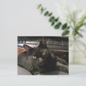 Black Cats Rock Postkarte (Stehend Vorderseite)