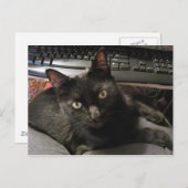 Black Cats Rock Postkarte (Vorne/Hinten)