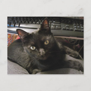Black Cats Rock Postkarte