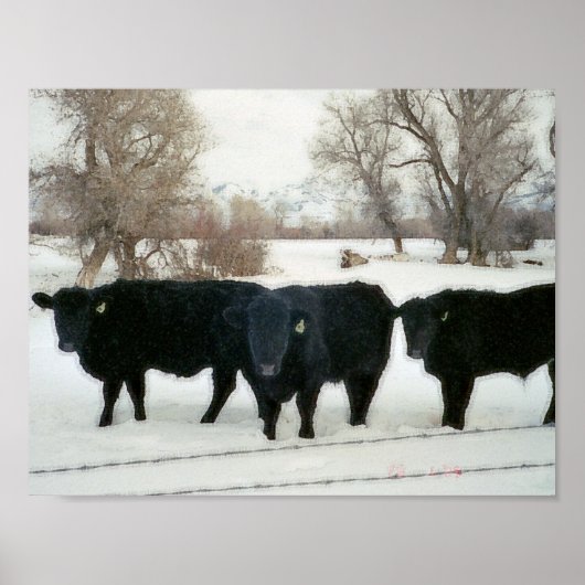 Black Cattle in Snow Poster (Vorne)