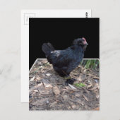 Black Chicken Three Dmenter Pop Out,_Postcard Postkarte (Vorne/Hinten)