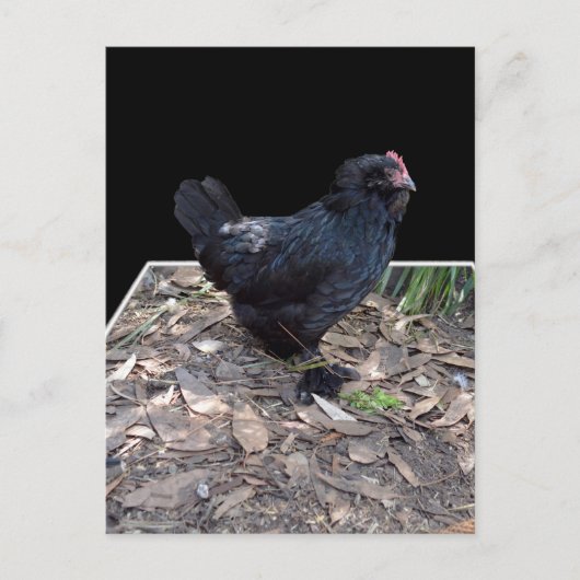 Black Chicken Three Dmenter Pop Out,_Postcard Postkarte (Vorderseite)