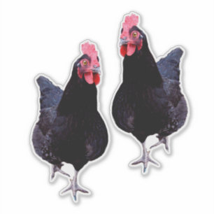Black Chickens Strut Aufkleber