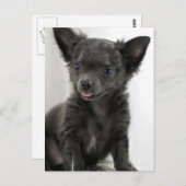 Black Chihuahua Postcard Postkarte (Vorne/Hinten)