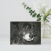 Black Chow Chow Mix Foto Postkarte (Stehend Vorderseite)