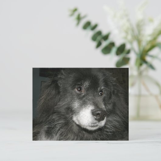 Black Chow Chow Mix Foto Postkarte (Stehend Vorderseite)