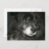 Black Chow Chow Mix Foto Postkarte (Vorne/Hinten)