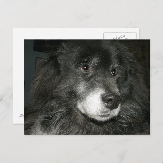 Black Chow Chow Mix Foto Postkarte (Vorne/Hinten)