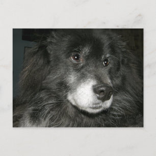 Black Chow Chow Mix Foto Postkarte