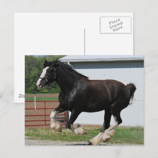 Black Clydesdale Postkarte (Vorne/Hinten)