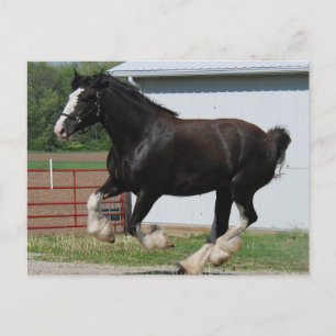 Black Clydesdale Postkarte
