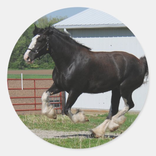 Black Clydesdale Runder Aufkleber (Vorderseite)