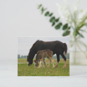 Black Clydesdale und Filly Postkarte (Stehend Vorderseite)