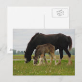 Black Clydesdale und Filly Postkarte (Vorne/Hinten)