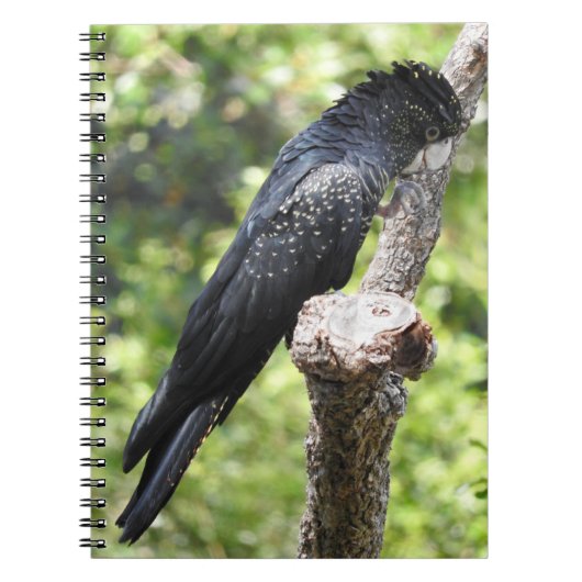 Black Cockatoo-Notebook Notizblock (Vorderseite)