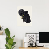 Black Cockatoo von Aert Schouman Vintag Poster (Heimbüro)