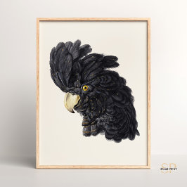 Black Cockatoo von Aert Schouman Vintag Poster