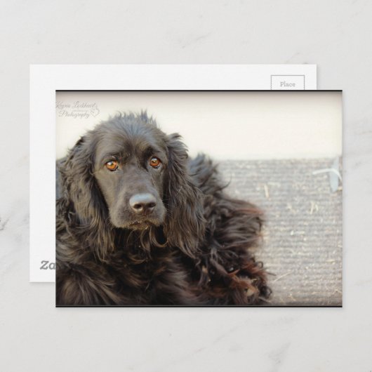 Black Cocker Spanel "Harley" Postkarte (Vorne/Hinten)