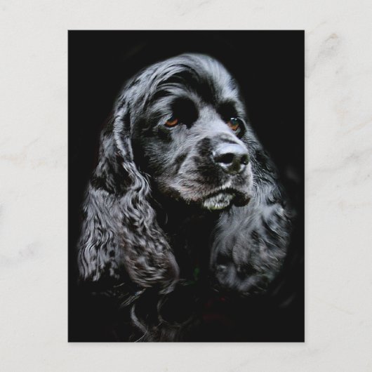 Black Cocker Spanel Postkarte (Vorderseite)