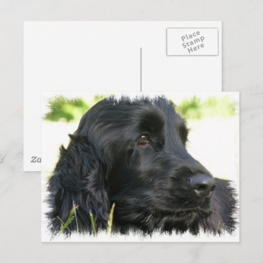 Black Cocker Spaniel Hund Postkarte (Vorne/Hinten)