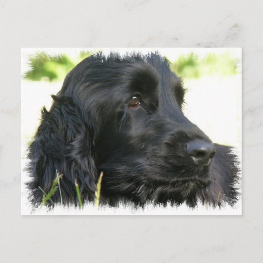 Black Cocker Spaniel Hund Postkarte (Vorderseite)