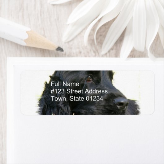 Black Cocker Spanisch Rücksendeadresse (Insitu)