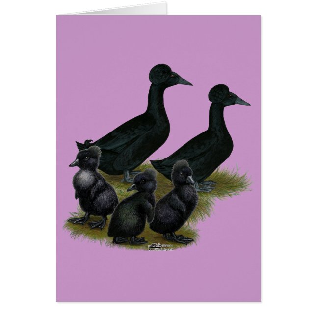 Black Crested Duck Family (Vorne)