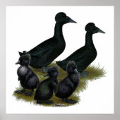 Black Crested Duck Family Poster (Vorne)
