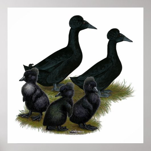 Black Crested Duck Family Poster (Vorne)