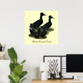 Black Crested Duck Family Poster (Heimbüro)