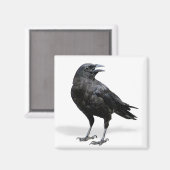 Black Crow-Kühlschrank oder Office-Magnet Magnet (Vorderseite/Rückseite)