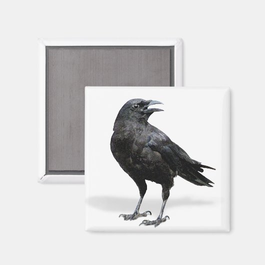 Black Crow-Kühlschrank oder Office-Magnet Magnet (Vorderseite/Rückseite)