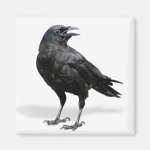 Black Crow-Kühlschrank oder Office-Magnet Magnet