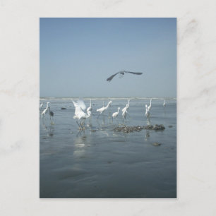 Black Crow und White Cranes: Ein Kontrast in der N Postkarte