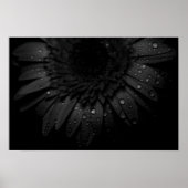 Black Daisy Poster (Vorne)