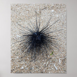 Black Diadem sea urchin in close up on sand beach Poster