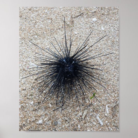 Black Diadem sea urchin in close up on sand beach Poster (Vorne)