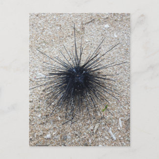 Black Diadem sea urchin in close up on sand beach Postkarte
