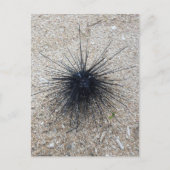 Black Diadem sea urchin in close up on sand beach Postkarte (Vorderseite)