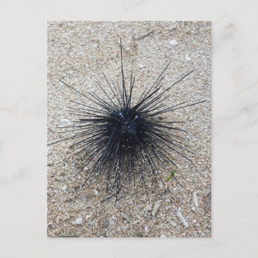 Black Diadem sea urchin in close up on sand beach Postkarte (Vorderseite)