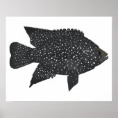 Black Diamond Cichlid Poster (Vorne)