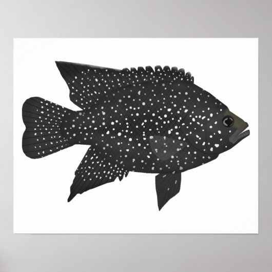 Black Diamond Cichlid Poster (Vorne)