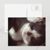 Black Diamond Nose NIEDLICH Kitty Postkarte (Vorne/Hinten)