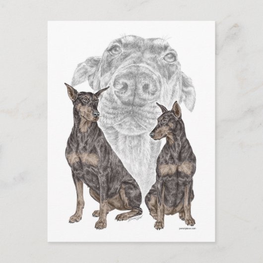 Black Doberman Hunde Postkarte (Vorderseite)