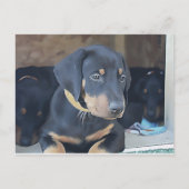 Black Doberman Puppy Postkarte (Vorderseite)
