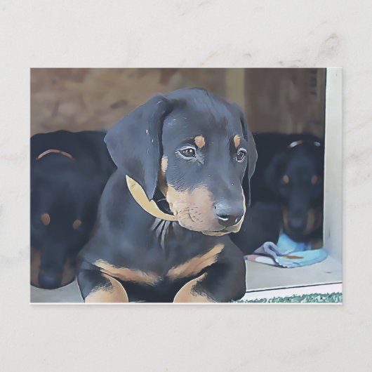 Black Doberman Puppy Postkarte (Vorderseite)