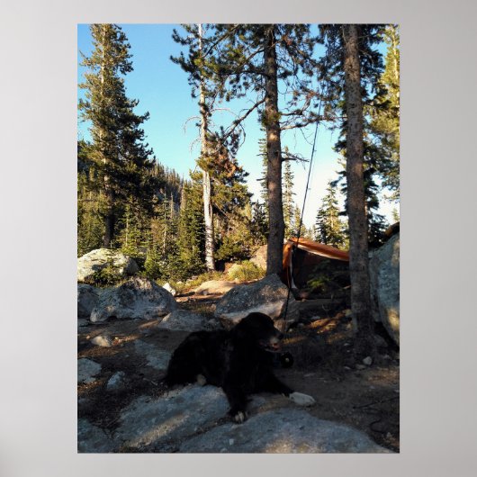 Black Dog Alpine Camp Plakat (Vorne)