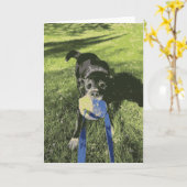 Black Dog Playing Tug Of War Husky Lab Puppy Karte (Gelbe Blume)